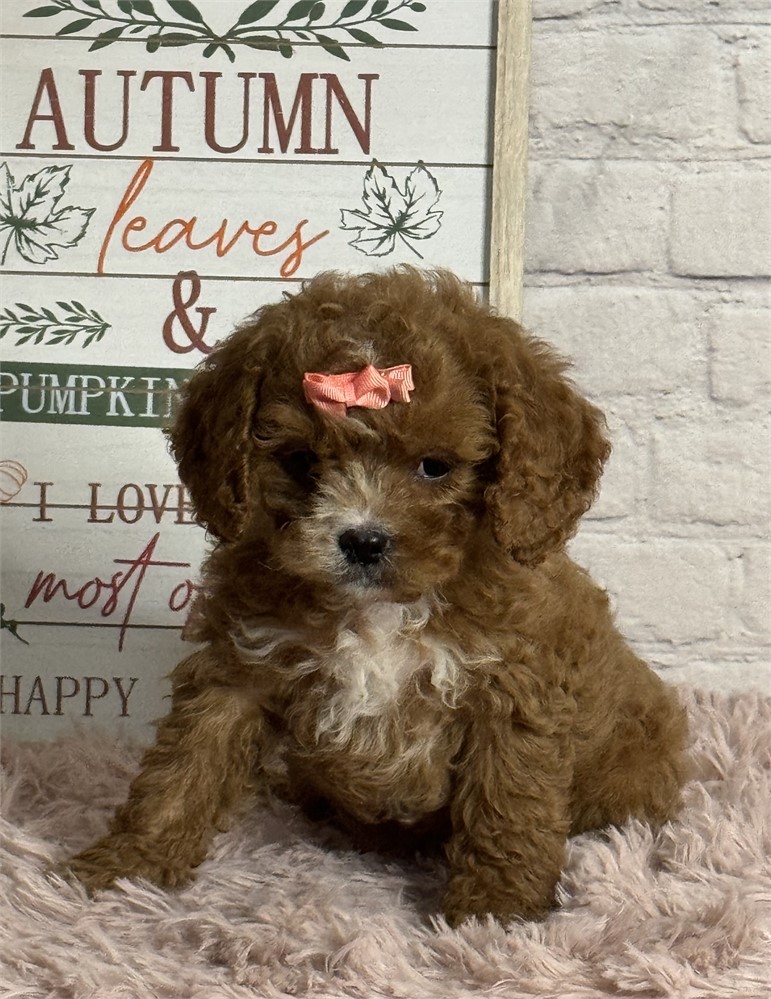 Cavapoo-female