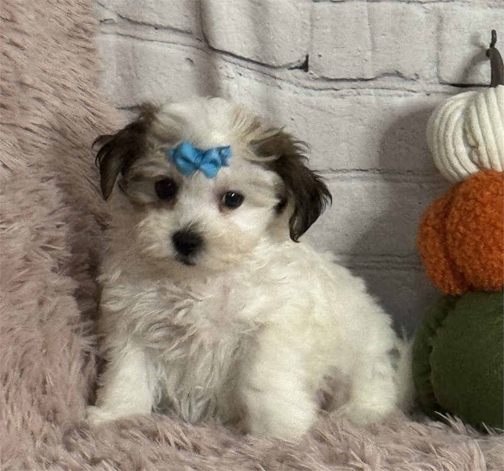 Shih-poo/Yorky female