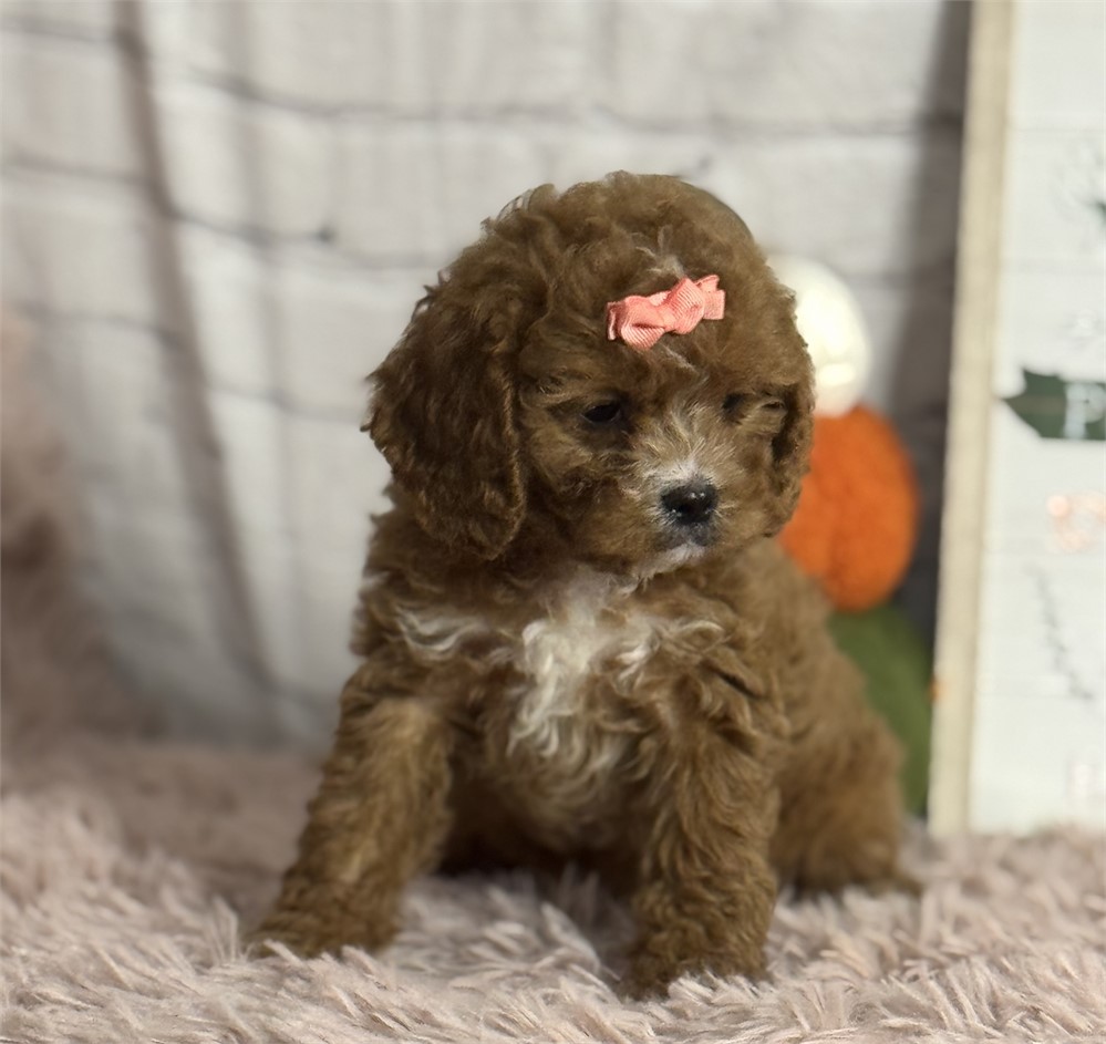 Cavapoo-female