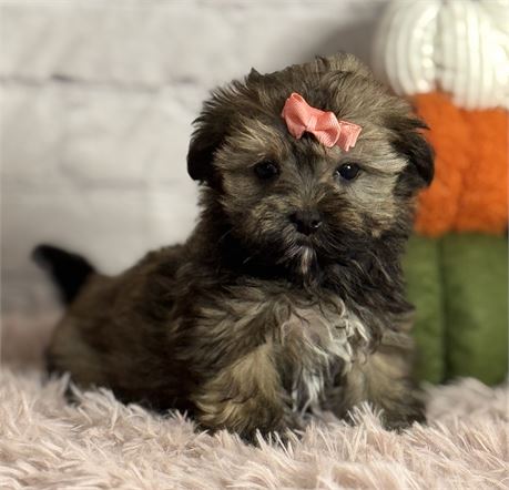Shih-poo/Yorky female