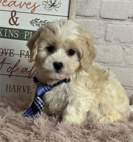 Male Cavachon