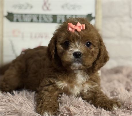 Cavapoo-female