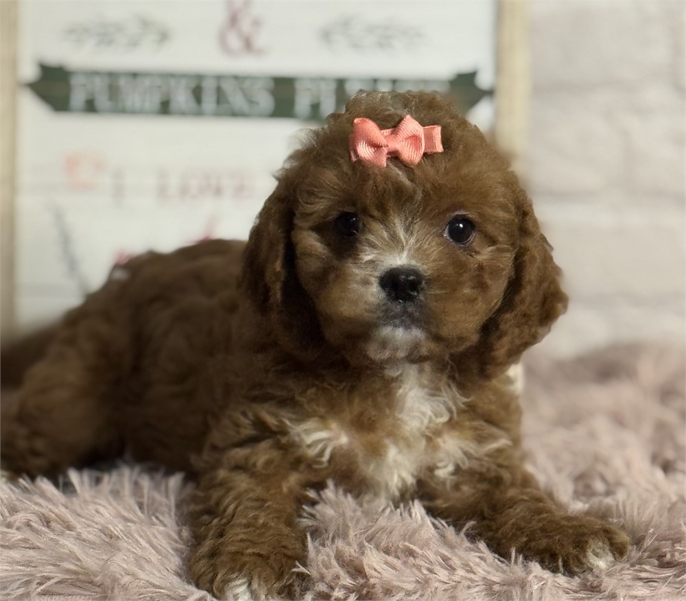 Cavapoo-female