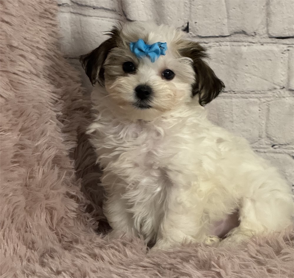 Shih-poo/Yorky female