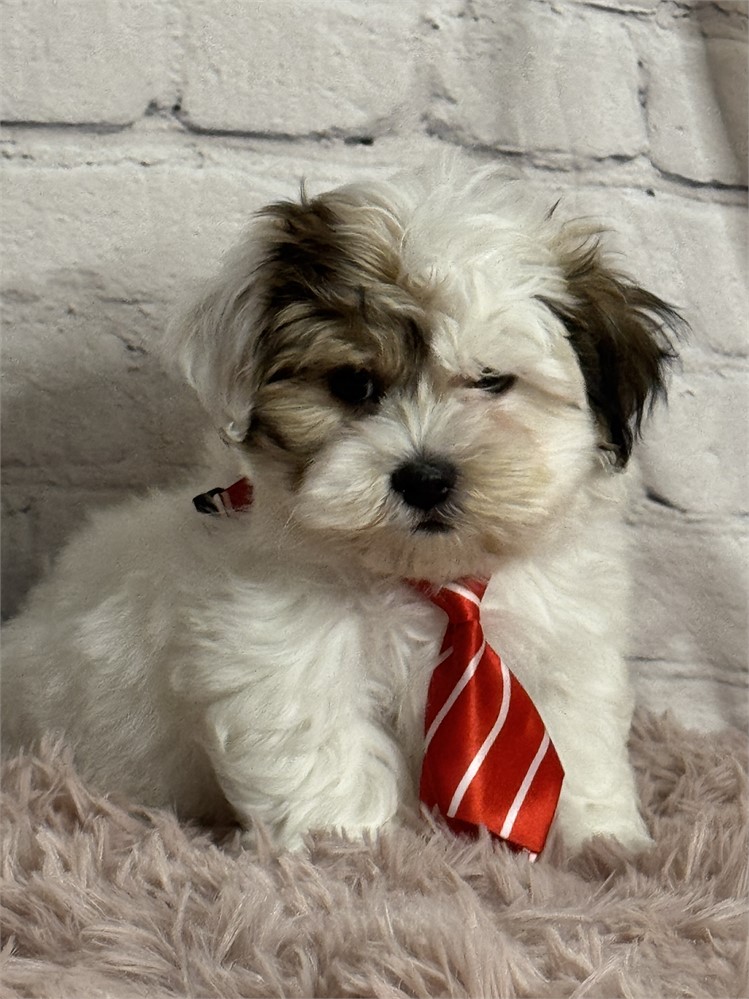 Male Havanese-Yorkie
