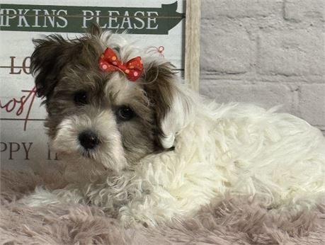 Female Havanese-Yorkie
