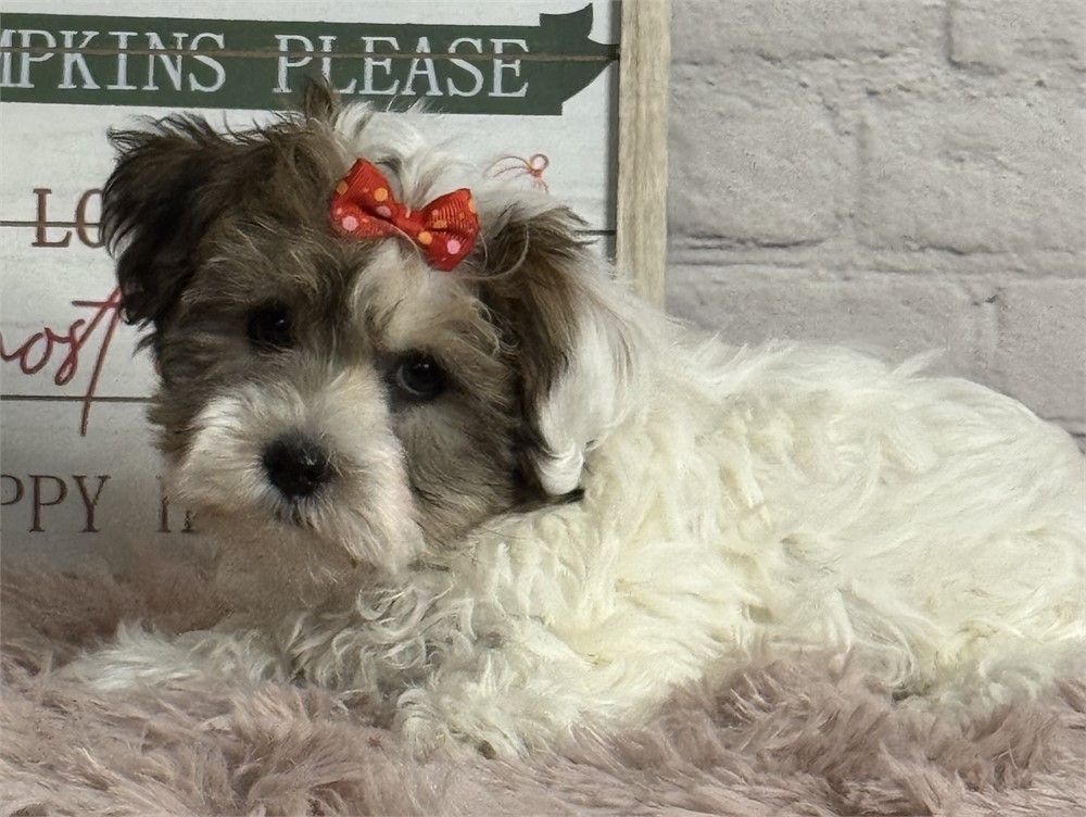 Female Havanese-Yorkie