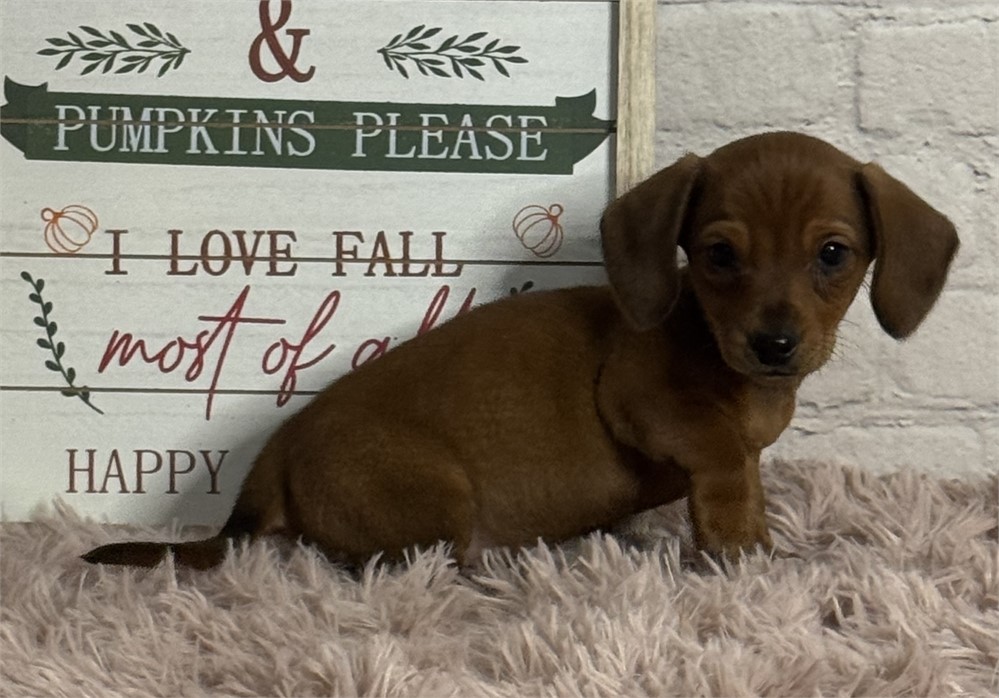 Dachshund female