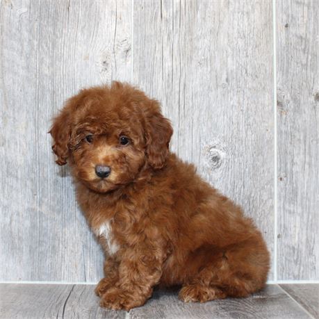 25289-03 Cavapoo