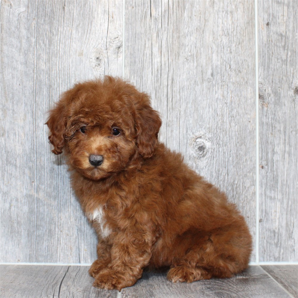 25289-03 Cavapoo