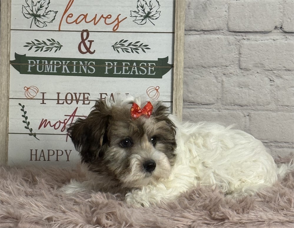 Female Havanese-Yorkie