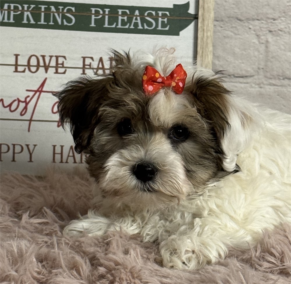 Female Havanese-Yorkie