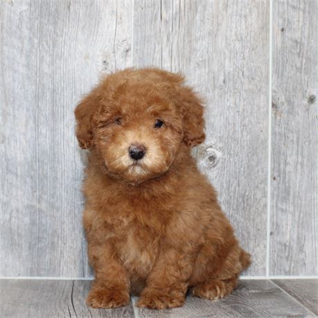 25289-01 Cavapoo