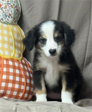 Mini Aussie-female