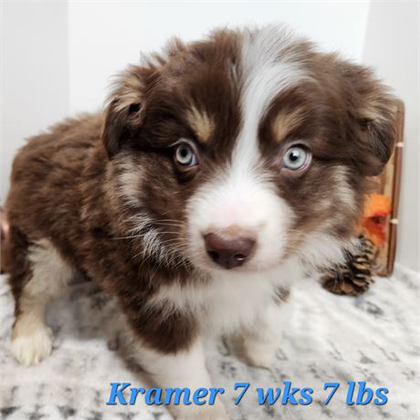 Australian Shepherd 2597-02 Kramer