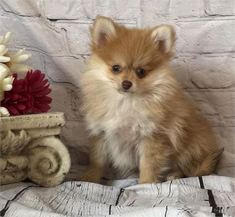 Pomeranian-Male