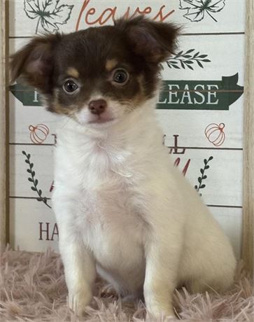 Chihuahua female