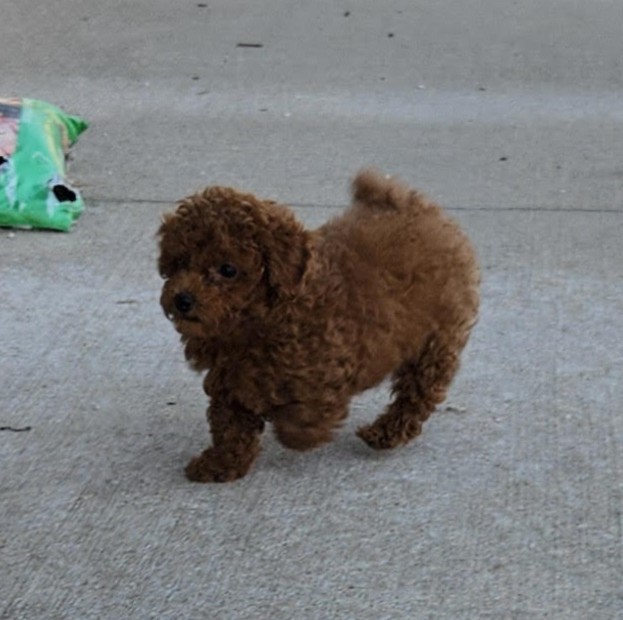 Mahogany Red Toy Poodle male