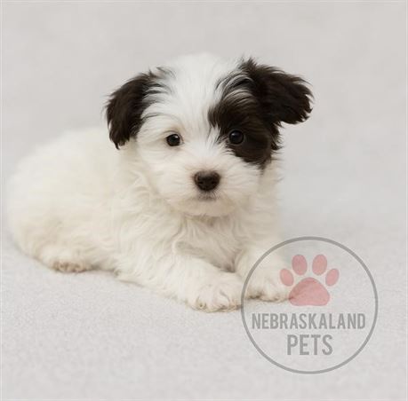 Havanese-Male