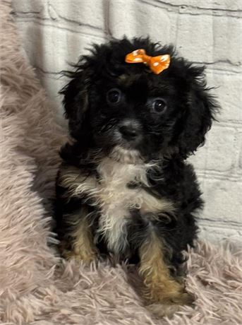 Cavapoo Female