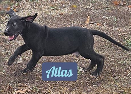 Black Dane Atlas