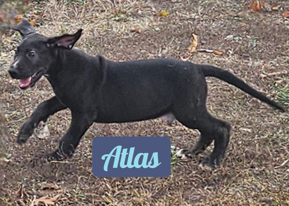 Black Dane Atlas