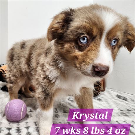 Australian Shepherd 2597-03 Krystal