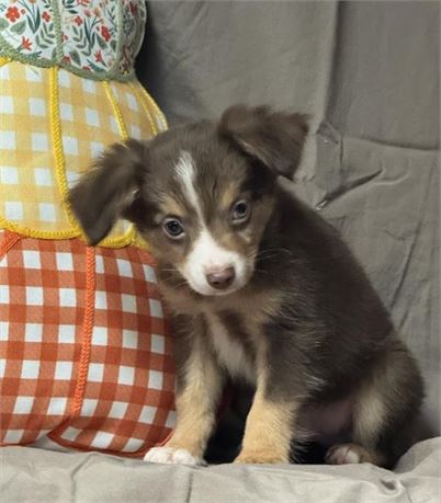 Mini Aussie-male