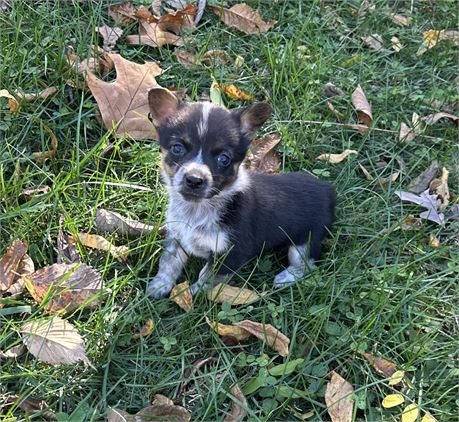 Mini Cowboy Corgi's 3