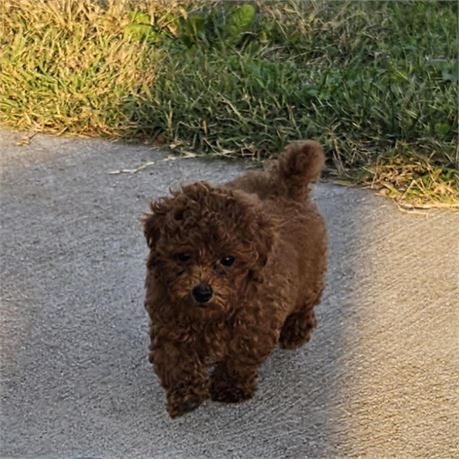 Mahogany Red Toy Poodle male