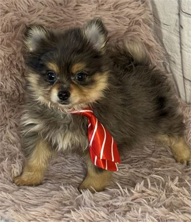 Pomeranian male