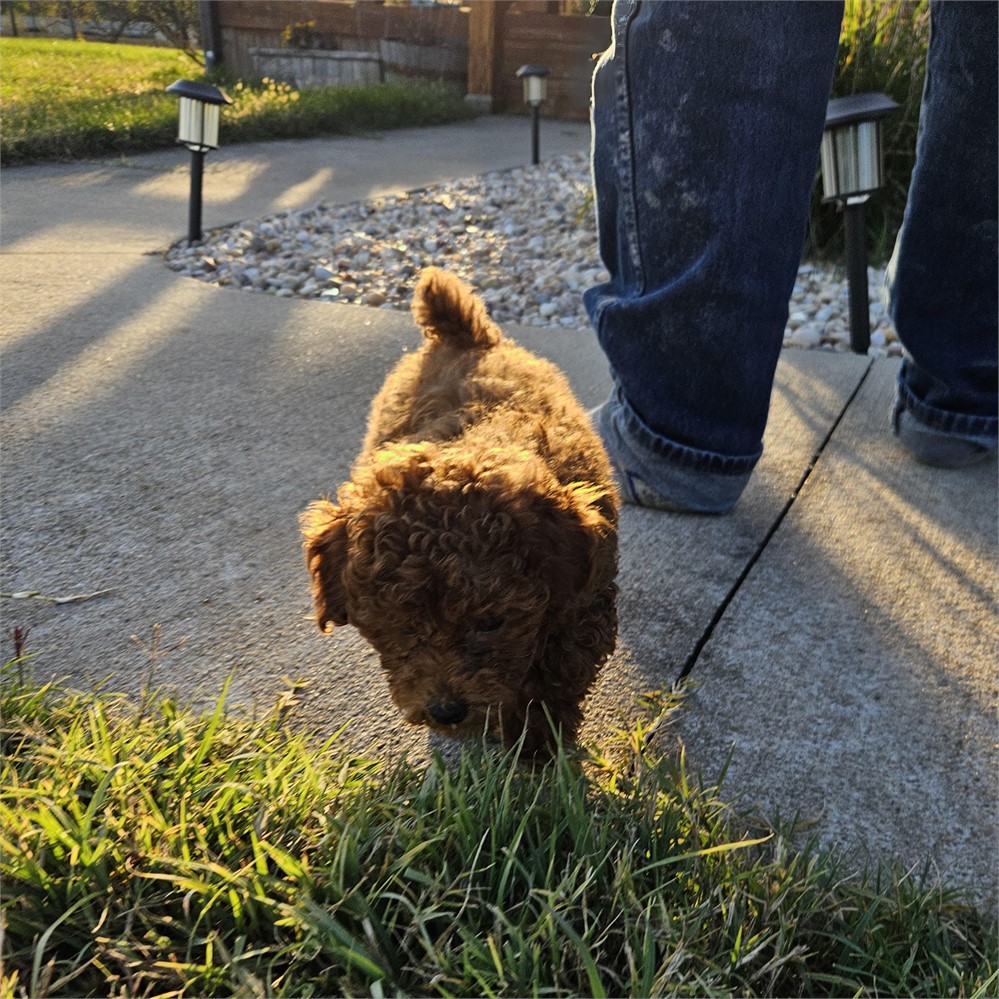Mahogany Red Toy Poodle male