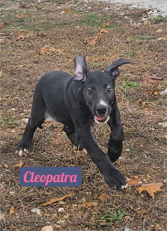 Black Dane Cleopatra