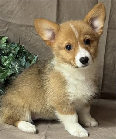 Corgi-female