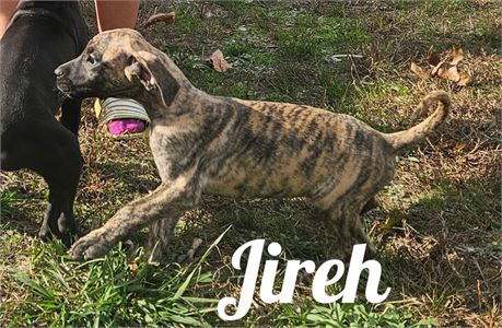 Brindle Dane Jireh