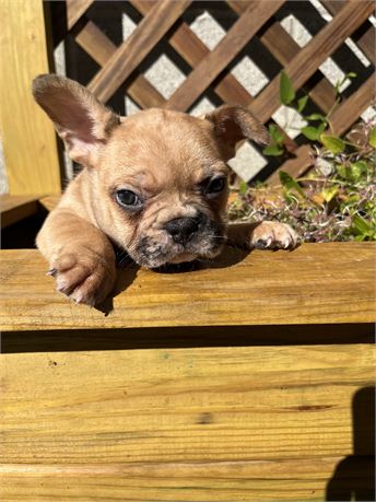 GOLDEN FAWN MERLE AKC USDA CLEAN