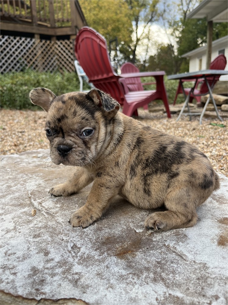 LIGHT RED MERLE AKC USDA CLEAN