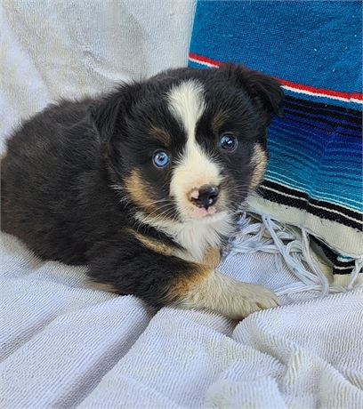 TOY Australian Shepherd