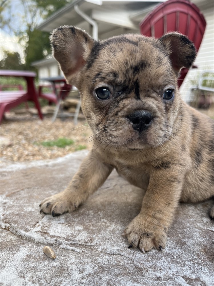 LIGHT RED MERLE AKC USDA CLEAN