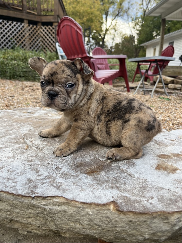 LIGHT RED MERLE AKC USDA CLEAN