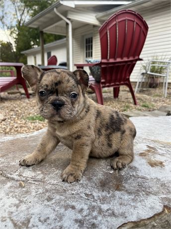 LIGHT RED MERLE AKC USDA CLEAN