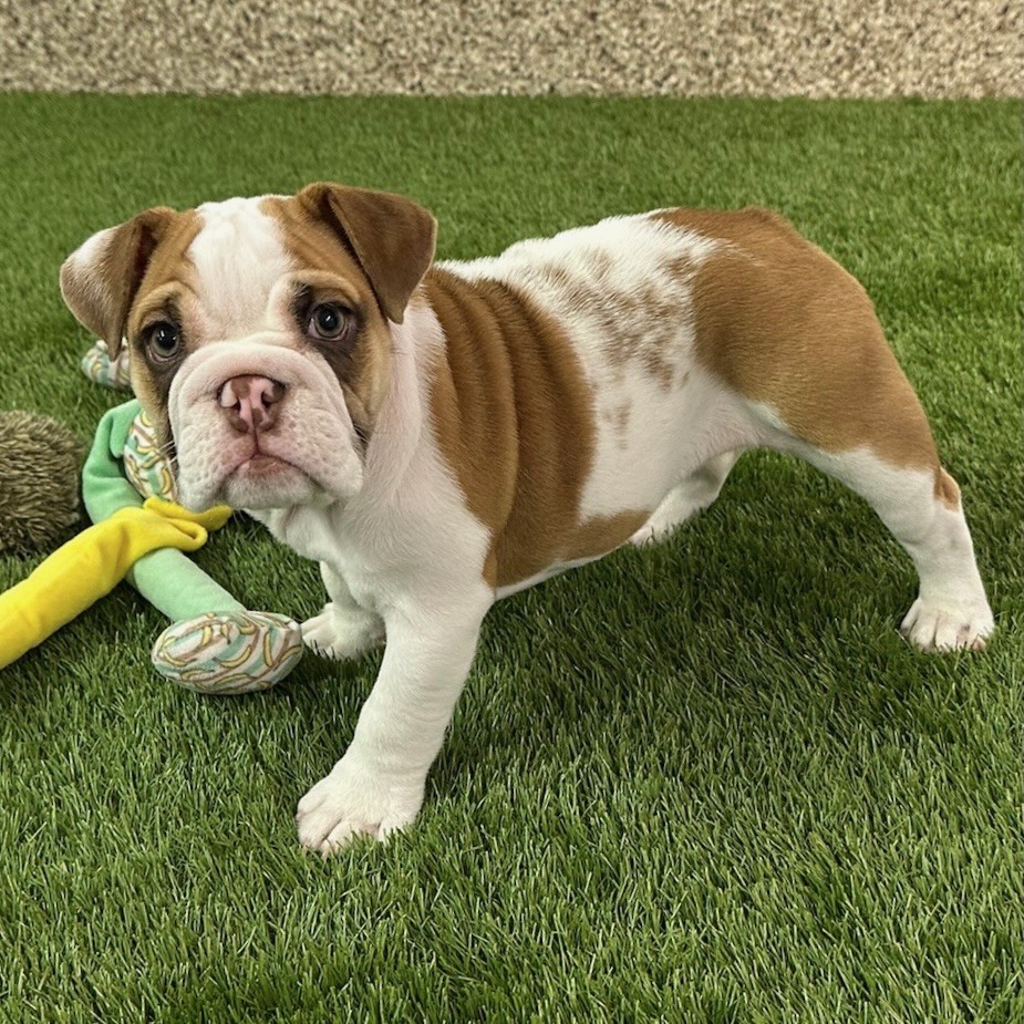 English Bulldog (Female)