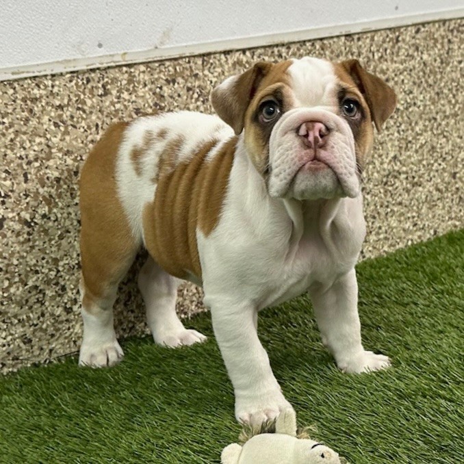 English Bulldog (Female)
