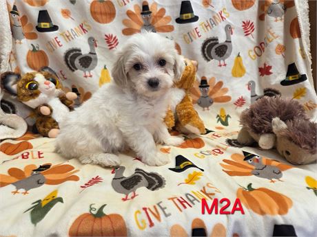 AGNES'S PRECIOUS BABY'S M-2    2.2 LBS