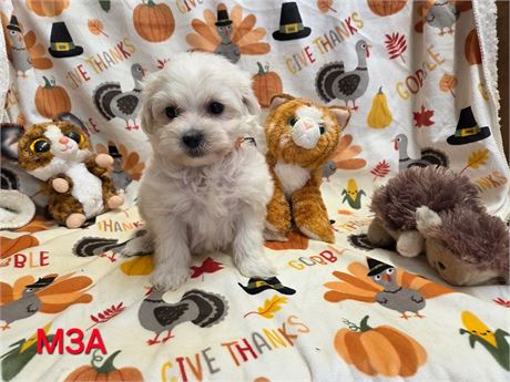 AGNES'S PRECIOUS BABY'S M-3    2.2 LBS