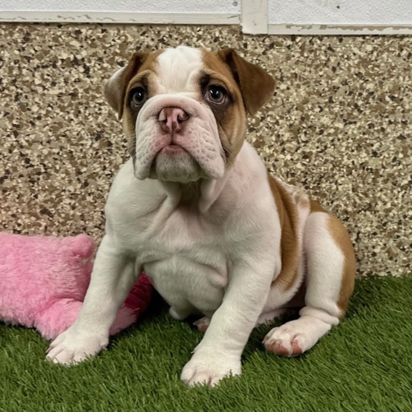 English Bulldog (Female)