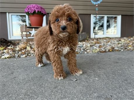 F1B Mini Goldendoodle - Harry
