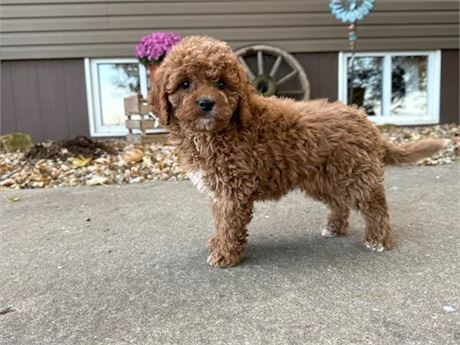 F1B Mini Goldendoodle - Herbie