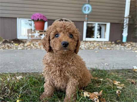 F1B Mini Goldendoodle - Hank