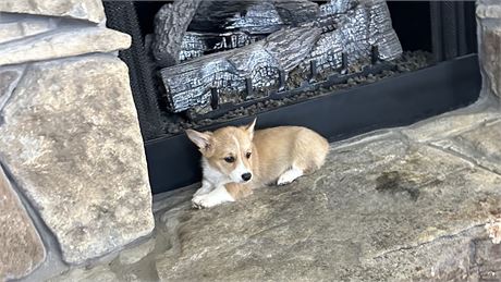 Pembroke Welsh Corgi- Male-Niles